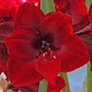 Meet your Posher, Holly